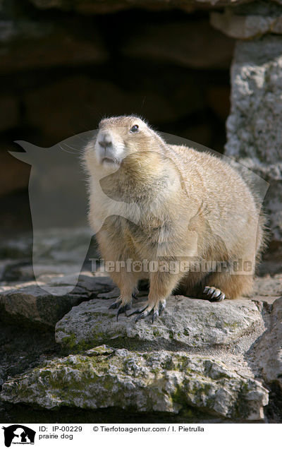 Gemeiner Prriehund / prairie dog / IP-00229