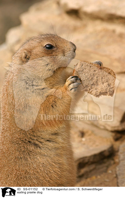 fressender Prriehund / eating prairie dog / SS-01152