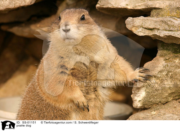 prairie dog / SS-01151