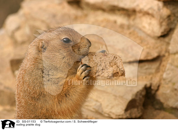 eating prairie dog / SS-01153