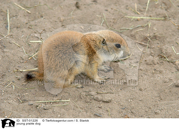 young prairie dog / SST-01226