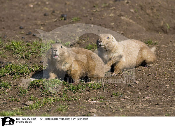 Prriehund / prairie dogs / WS-02180