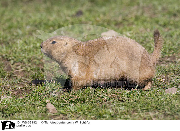 Prriehund / prairie dog / WS-02182