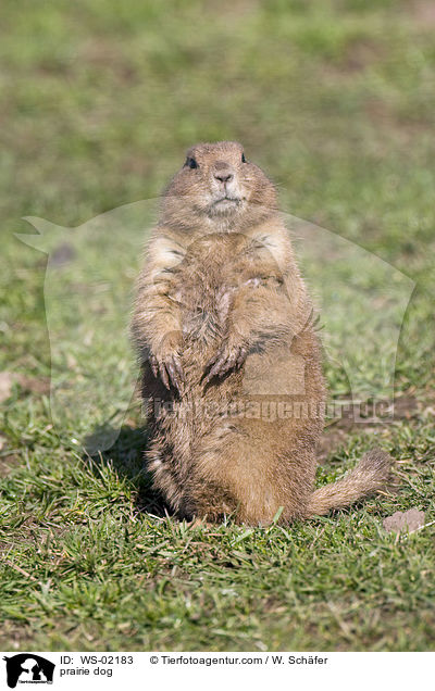 Prriehund / prairie dog / WS-02183
