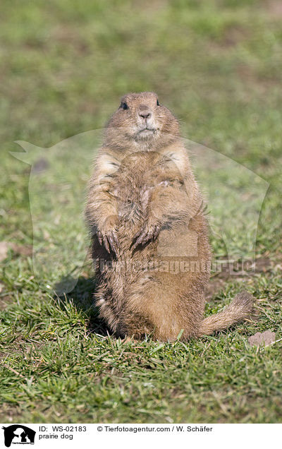 Prriehund / prairie dog / WS-02183