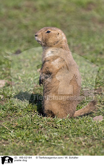 Prriehund / prairie dog / WS-02184