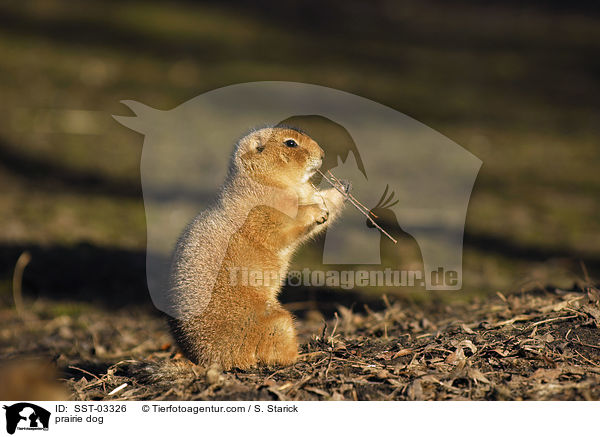 Prriehund / prairie dog / SST-03326