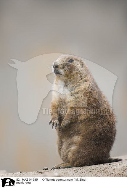 prairie dog / MAZ-01585