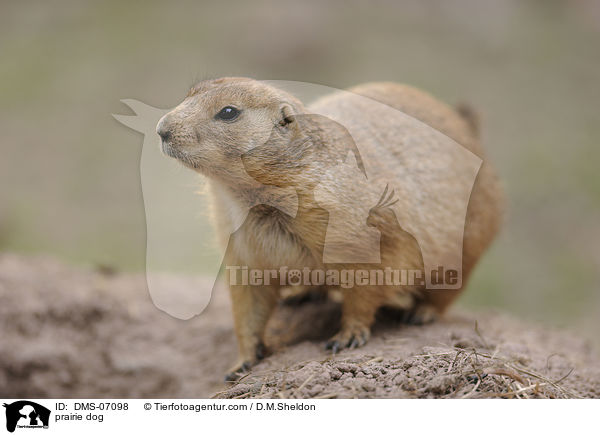 Schwarzschwanz-Prriehund / prairie dog / DMS-07098