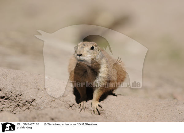 Schwarzschwanz-Prriehund / prairie dog / DMS-07101