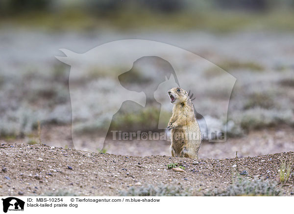 Schwarzschwanz-Prriehund / black-tailed prairie dog / MBS-10254