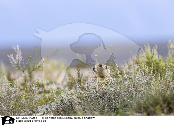 Schwarzschwanz-Prriehund / black-tailed prairie dog / MBS-10255