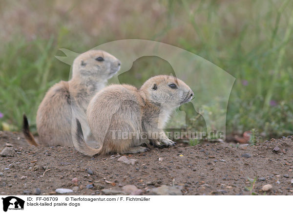 Schwarzschwanz-Prriehunde / black-tailed prairie dogs / FF-06709