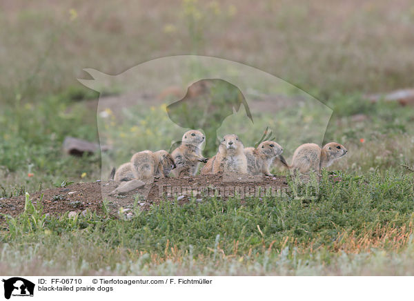Schwarzschwanz-Prriehunde / black-tailed prairie dogs / FF-06710