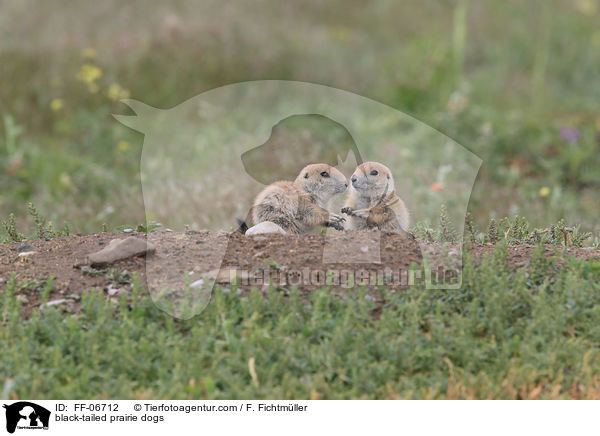 Schwarzschwanz-Prriehunde / black-tailed prairie dogs / FF-06712