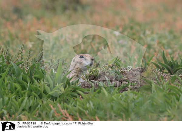 Schwarzschwanz-Prriehund / black-tailed prairie dog / FF-06718