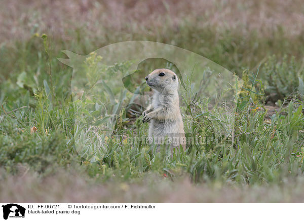 Schwarzschwanz-Prriehund / black-tailed prairie dog / FF-06721