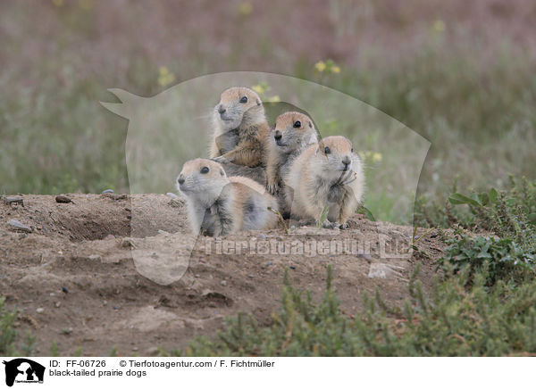 black-tailed prairie dogs / FF-06726