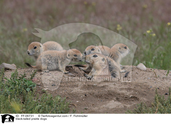 black-tailed prairie dogs / FF-06731