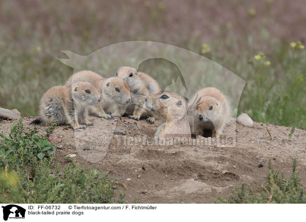 black-tailed prairie dogs / FF-06732