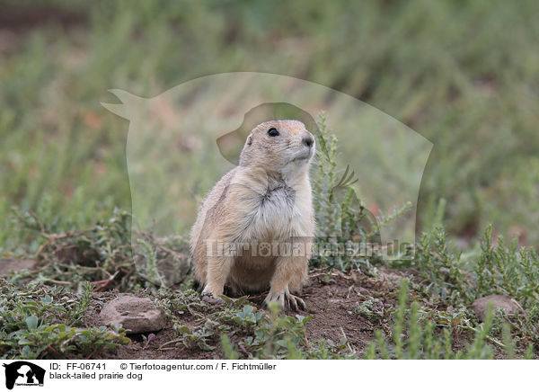Schwarzschwanz-Prriehund / black-tailed prairie dog / FF-06741