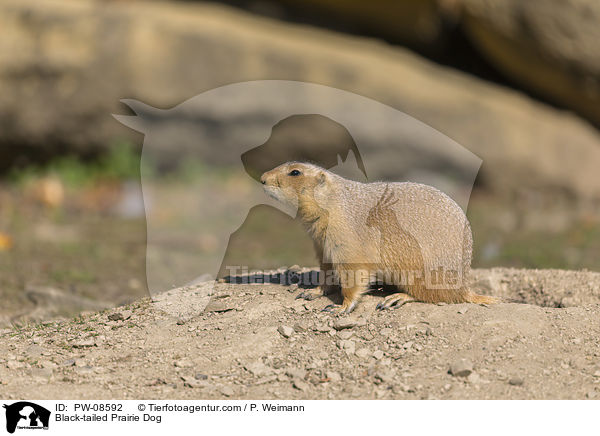 Black-tailed Prairie Dog / PW-08592