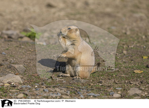 Schwarzschwanz-Prriehund / Black-tailed Prairie Dog / PW-08593