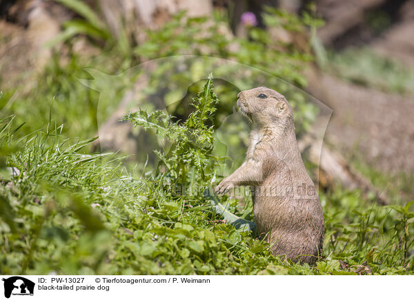 Schwarzschwanz-Prriehund / black-tailed prairie dog / PW-13027