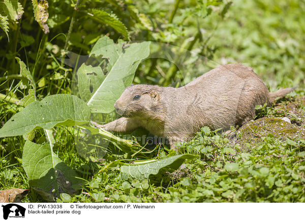 black-tailed prairie dog / PW-13038