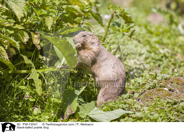 black-tailed prairie dog / PW-13041