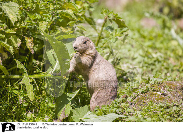 Schwarzschwanz-Prriehund / black-tailed prairie dog / PW-13042