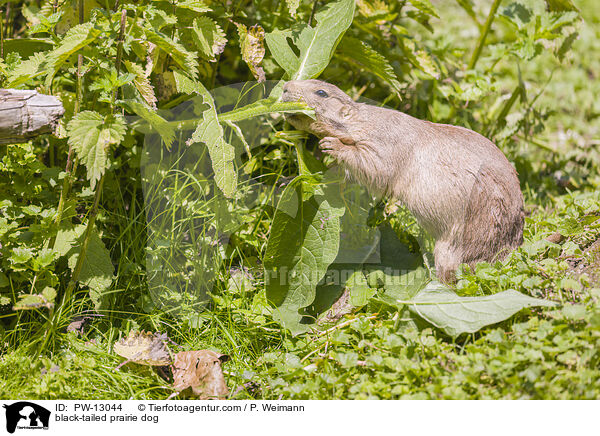 black-tailed prairie dog / PW-13044