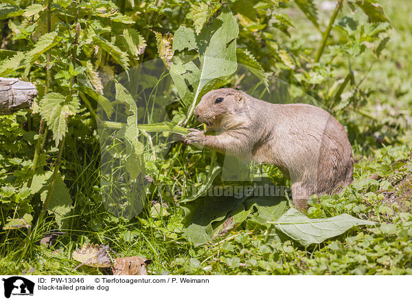 Schwarzschwanz-Prriehund / black-tailed prairie dog / PW-13046