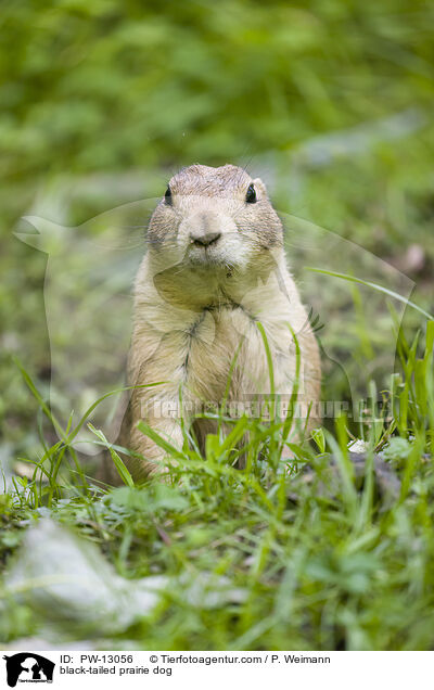 black-tailed prairie dog / PW-13056