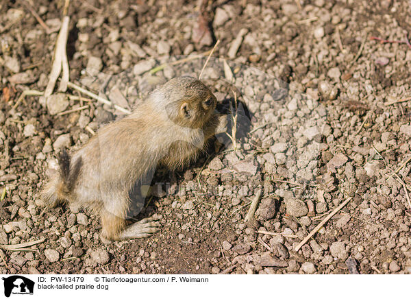 Schwarzschwanz-Prriehund / black-tailed prairie dog / PW-13479