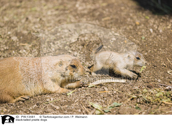 Schwarzschwanz-Prriehunde / black-tailed prairie dogs / PW-13481