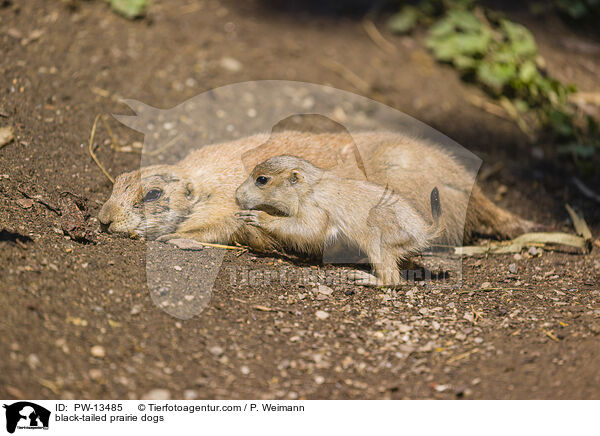 Schwarzschwanz-Prriehunde / black-tailed prairie dogs / PW-13485