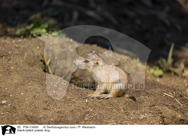 black-tailed prairie dog / PW-13490