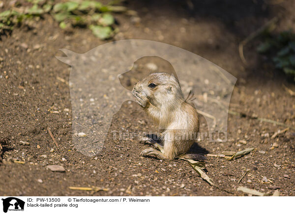 Schwarzschwanz-Prriehund / black-tailed prairie dog / PW-13500