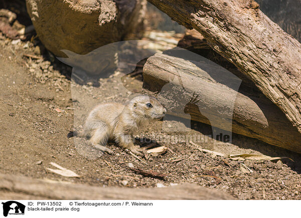 Schwarzschwanz-Prriehund / black-tailed prairie dog / PW-13502