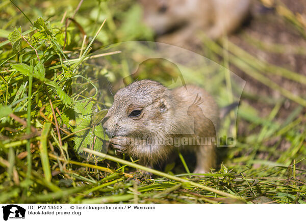 Schwarzschwanz-Prriehund / black-tailed prairie dog / PW-13503