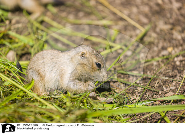 Schwarzschwanz-Prriehund / black-tailed prairie dog / PW-13506