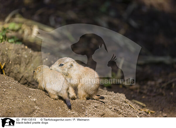 black-tailed prairie dogs / PW-13515