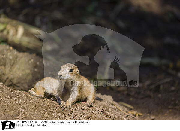 black-tailed prairie dogs / PW-13516