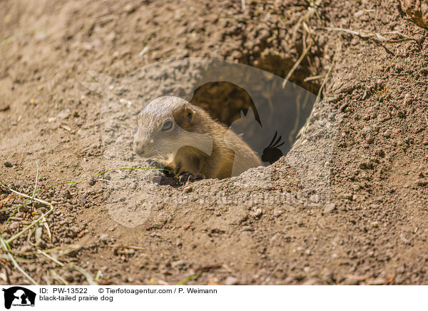 black-tailed prairie dog / PW-13522