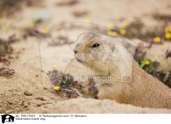 black-tailed prairie dog / PW-17503