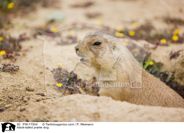 black-tailed prairie dog / PW-17504