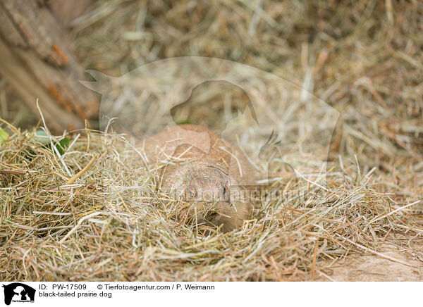 black-tailed prairie dog / PW-17509