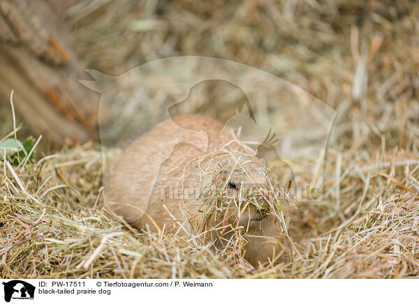black-tailed prairie dog / PW-17511