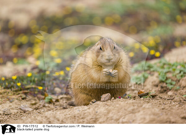 black-tailed prairie dog / PW-17512